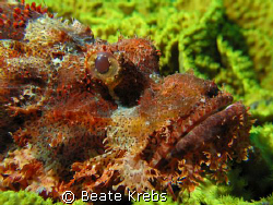 Scorpion fish, taken with Canon S70 and CloseUp Lens by Beate Krebs 